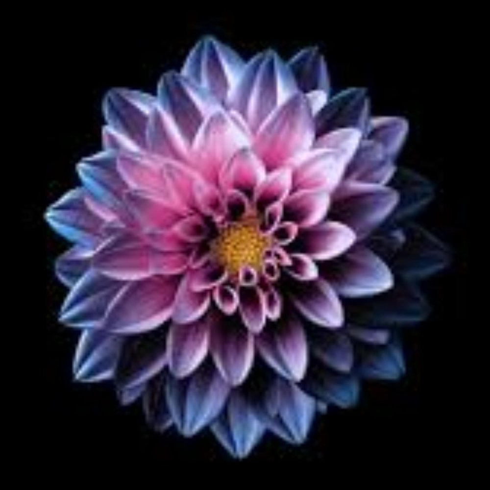 Meet your Posher, Yadira